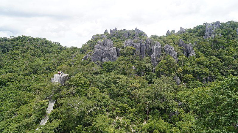 A picture of a forest in the mountains 