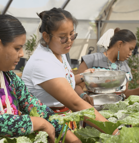 Three Indigenous girls working at a community garden at their school.